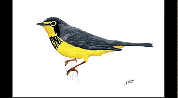 Original painted North Carolina bird art by Best Life Birding guide Sally Siko is now availible